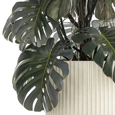 Beautiful interior bush of the Monstera plant in a white flower pot. Plant collection 1288 — скачать