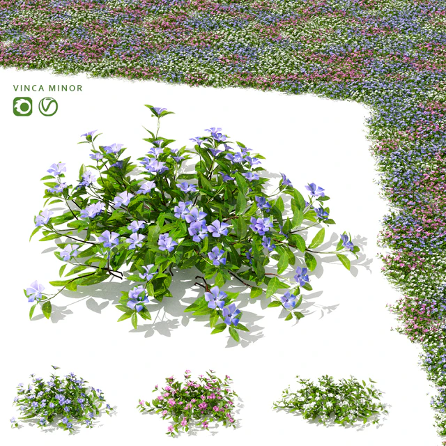 Барвинок малый кусты | Vinca minor — Скачать