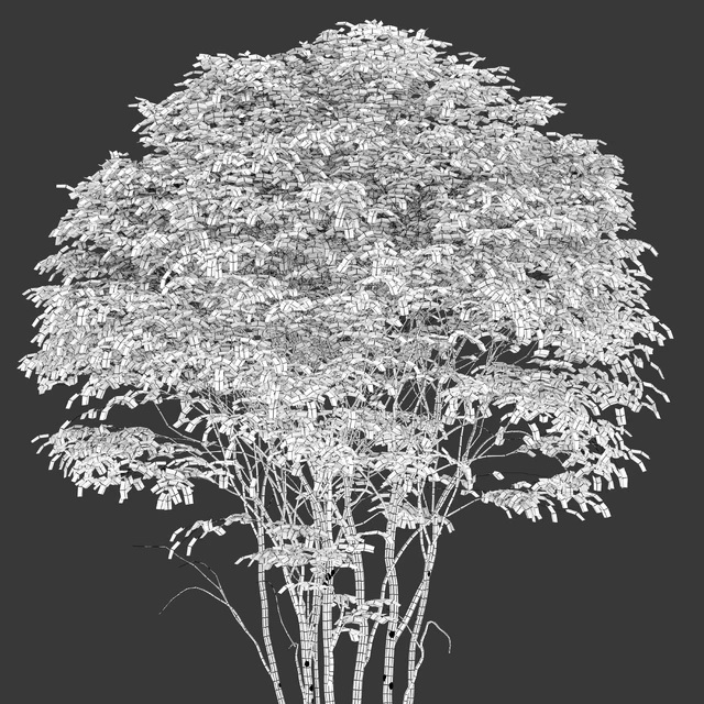 Cornelian cherry — Descargar