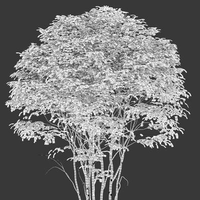 Cornelian cherry — Ver 4