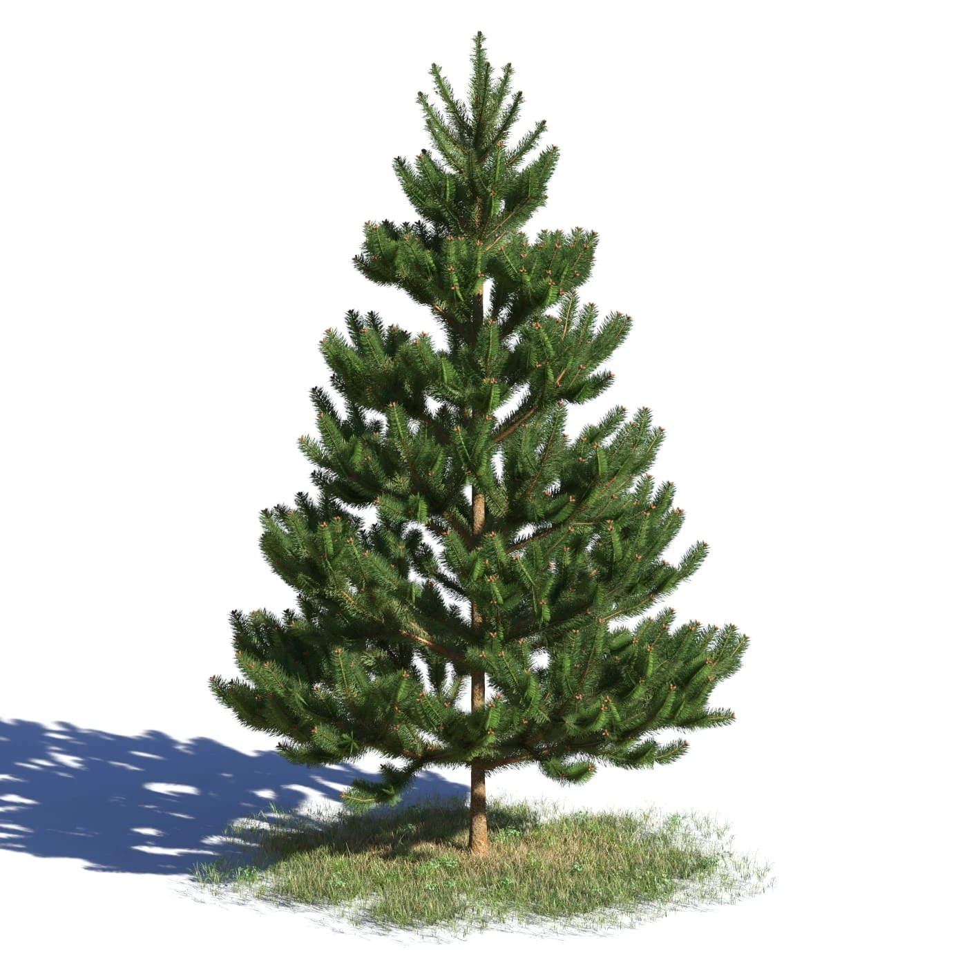 coniferous trees 010 — Скачать