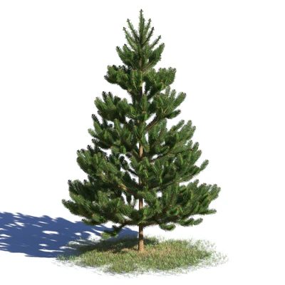 coniferous trees 010 — Скачать
