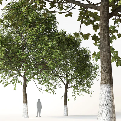Trees 2 — Ver 1