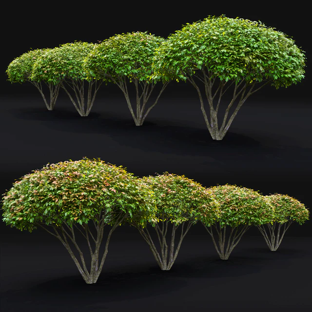 Euonymus — Скачать