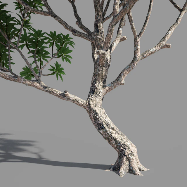 Plumeria 3 — Descargar