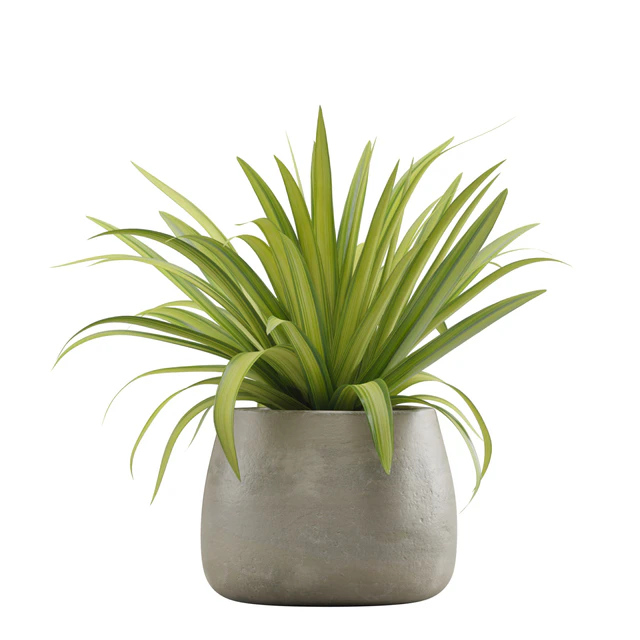 Indoor Plants Pack 15 — Descargar
