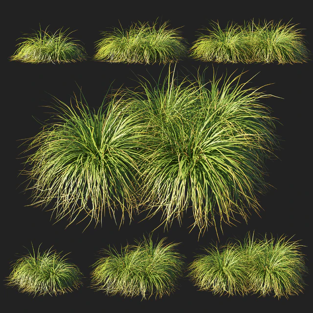 Muhly grass — Descargar