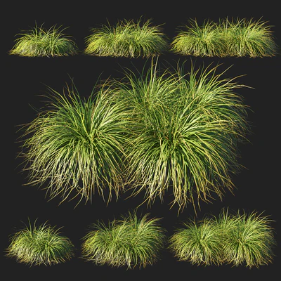 Muhly grass — Descargar