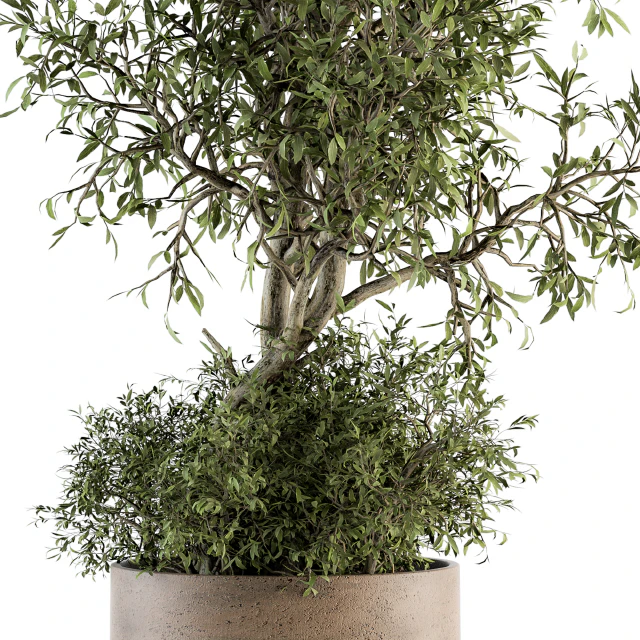 Outdoor Plant Set 178 - Plant in Pot — Скачать