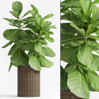 Ficus Lyrata (Plant 55) — Ver 1