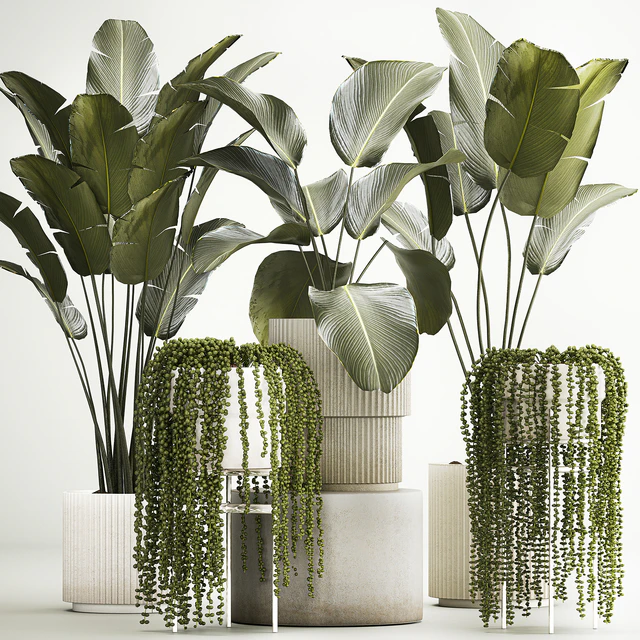 Hanging plants Succulents Rowley and Calathea lutea, Strelitzia in pots. Set of plants 1322 — Descargar