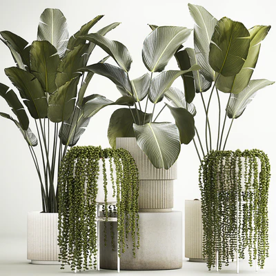 Hanging plants Succulents Rowley and Calathea lutea, Strelitzia in pots. Set of plants 1322 — Ver 1