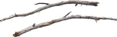 desert western tree branch juniper 001 — Descargar