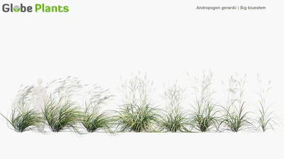andropogon gerardii — download