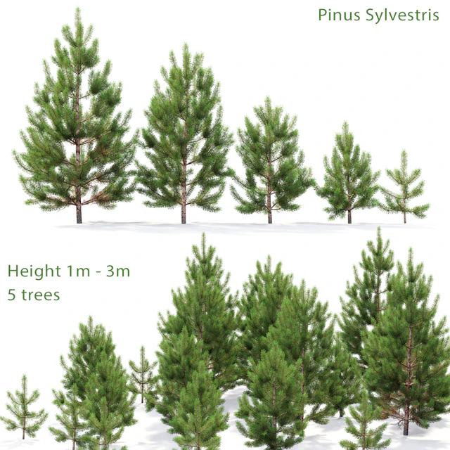 Pine — Descargar