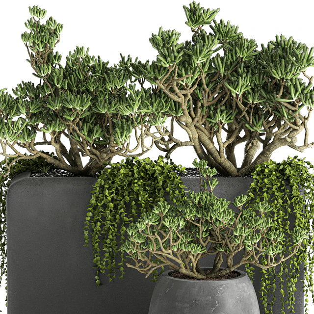 A collection of small exotic hanging succulents plants in black pots with a fat woman, Crassula. Set 811. — Descargar