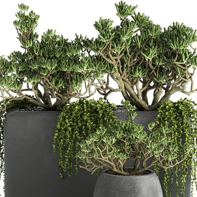 A collection of small exotic hanging succulents plants in black pots with a fat woman, Crassula. Set 811. — Ver 4