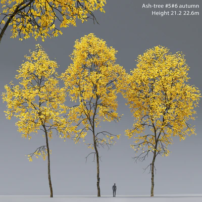 Ясень осенний | Ash-tree autumn #5 6 (21.2-22.6m) — Вид 1