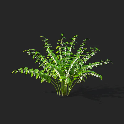 Купена цветы | Polygonatum — Вид 6