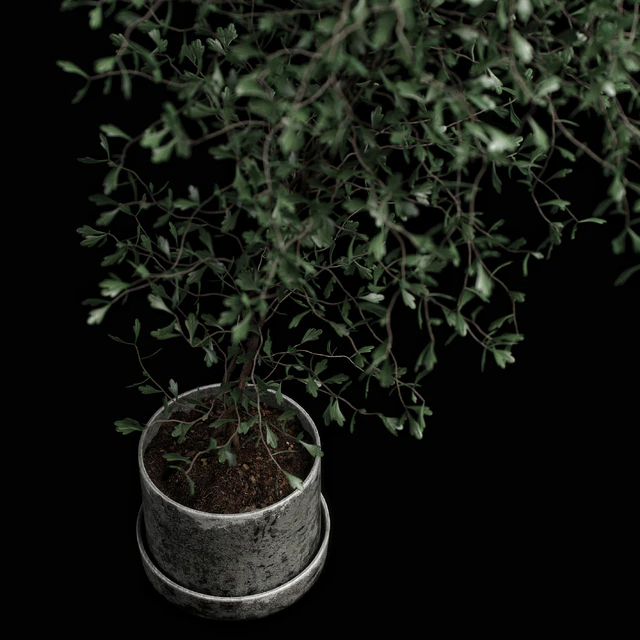 corocia plant — Скачать