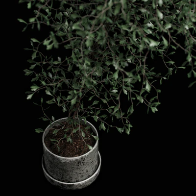 corocia plant — Вид 3