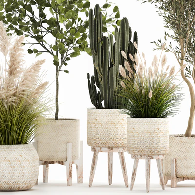 Collection of plants in white baskets with pampas grass, tree, olive, cactus, Cereus, hazel, hazel. Set 1035. — Ver 5