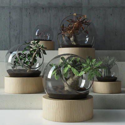 plant in glass — Ver 1
