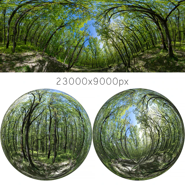 HDRI map from oak forest — Download