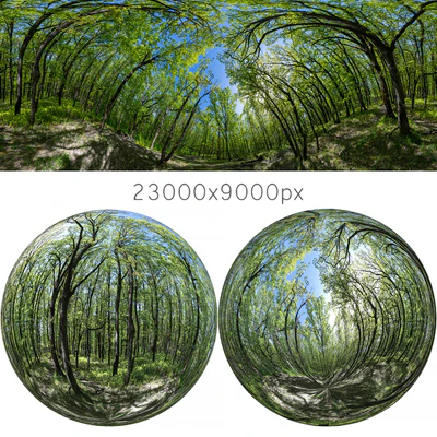 HDRI map from oak forest — Download