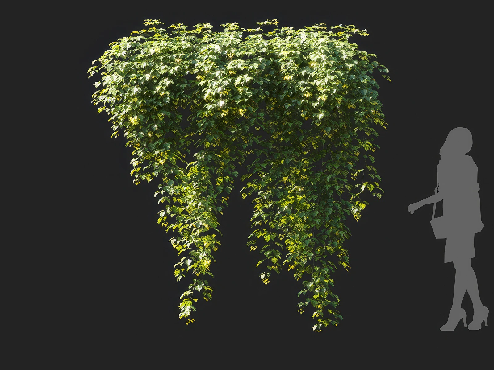 cissus rhombifolia 003 — Descargar