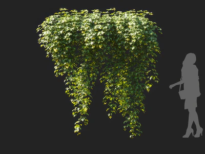 cissus rhombifolia 003 — Descargar