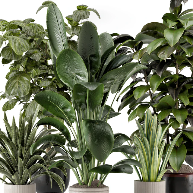 Indoor Plants in Ferm Living Bau Pot Large - Set 983 — Descargar