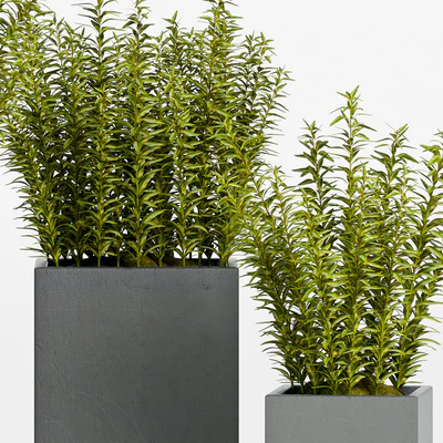 PLANT -15 — Вид 2