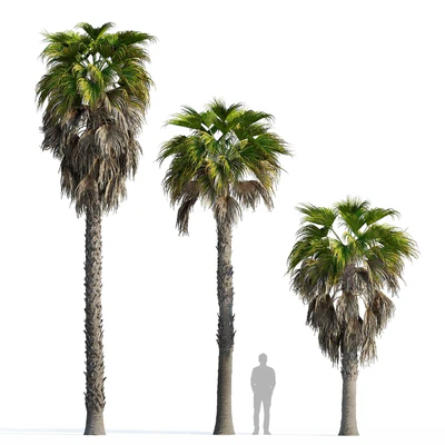 Washingtonia robusta palm (Washingtonia robusta palm) — Ver 3