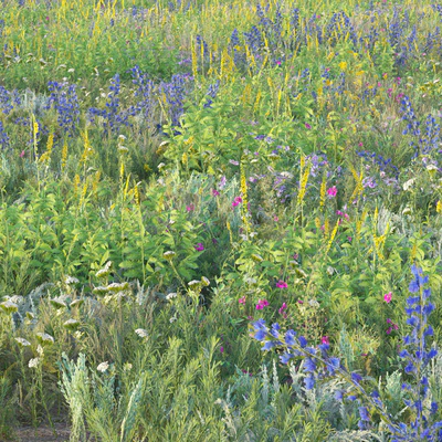 Blooming meadow grass 2 — Ver 5