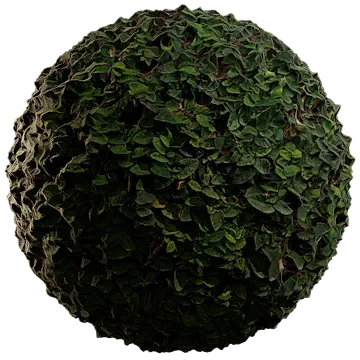 creeping fig 003 — Descargar