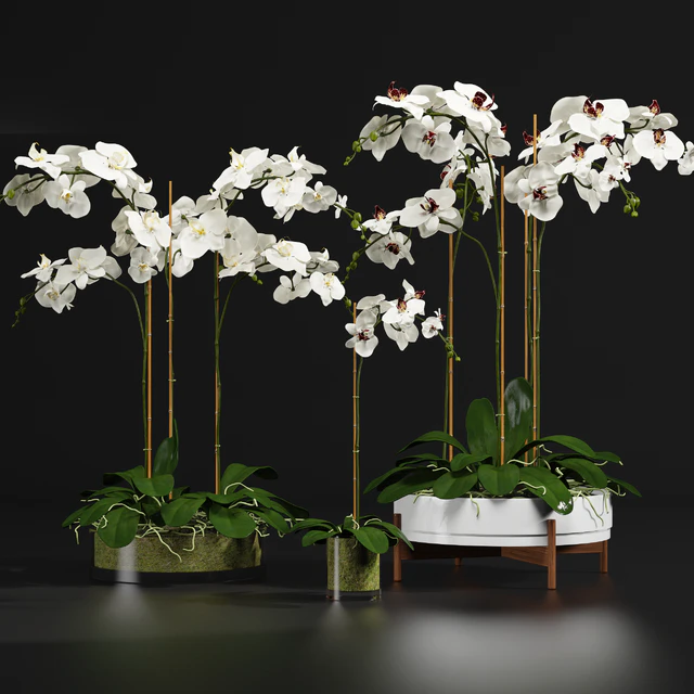 Orchid 9 — Скачать