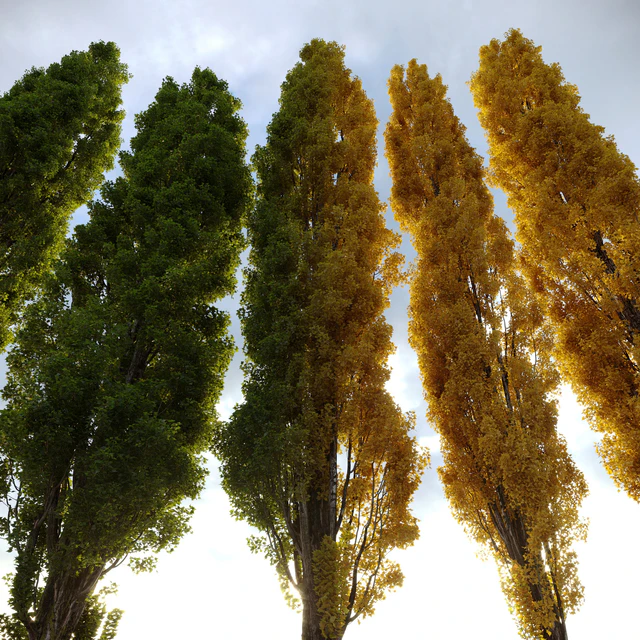 Тополь черный / Poplar / Populus nigra #3 — Скачать