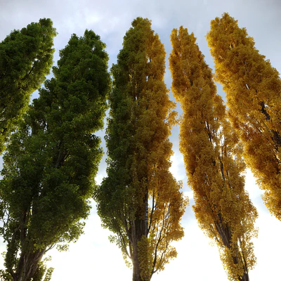 Тополь черный / Poplar / Populus nigra #3 — Вид 4