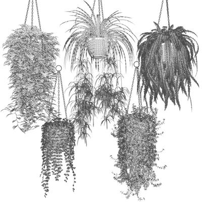 Ampel plants in white wicker pots — Ver 2
