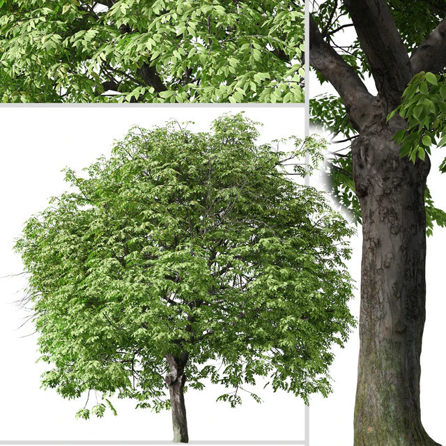 Set of Butternut Tree ( Juglans cinerea ) ( 2 Trees ) — Скачать
