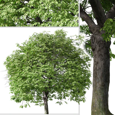 Set of Butternut Tree ( Juglans cinerea ) ( 2 Trees ) — Вид 4