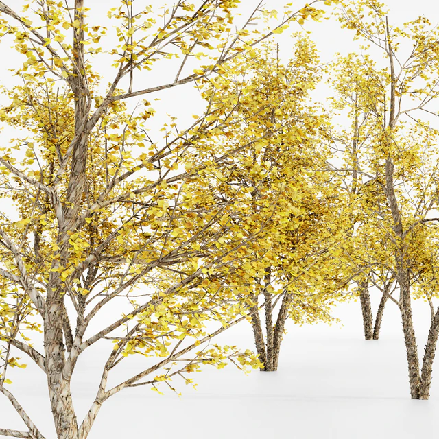River Birch fall 5 TREE — Скачать