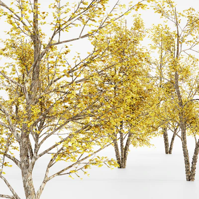 River Birch fall 5 TREE — Вид 2