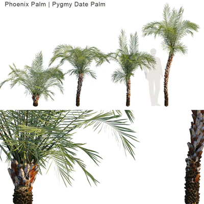Phoenix Palm | Pygmy Date Palm — Вид 1
