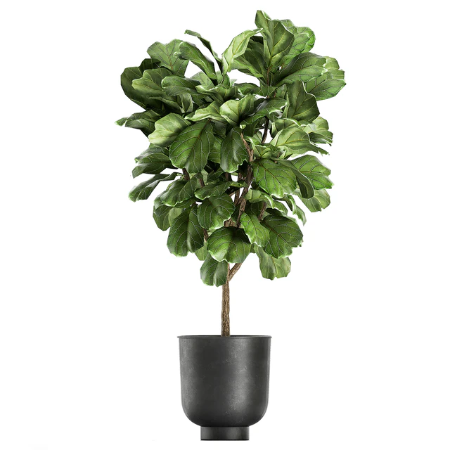 A collection of decorative small trees with large leaves in a black pot Ficus lyrata. Set 854. — Descargar