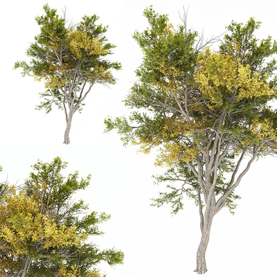 Tree 02 autumn — Вид 2