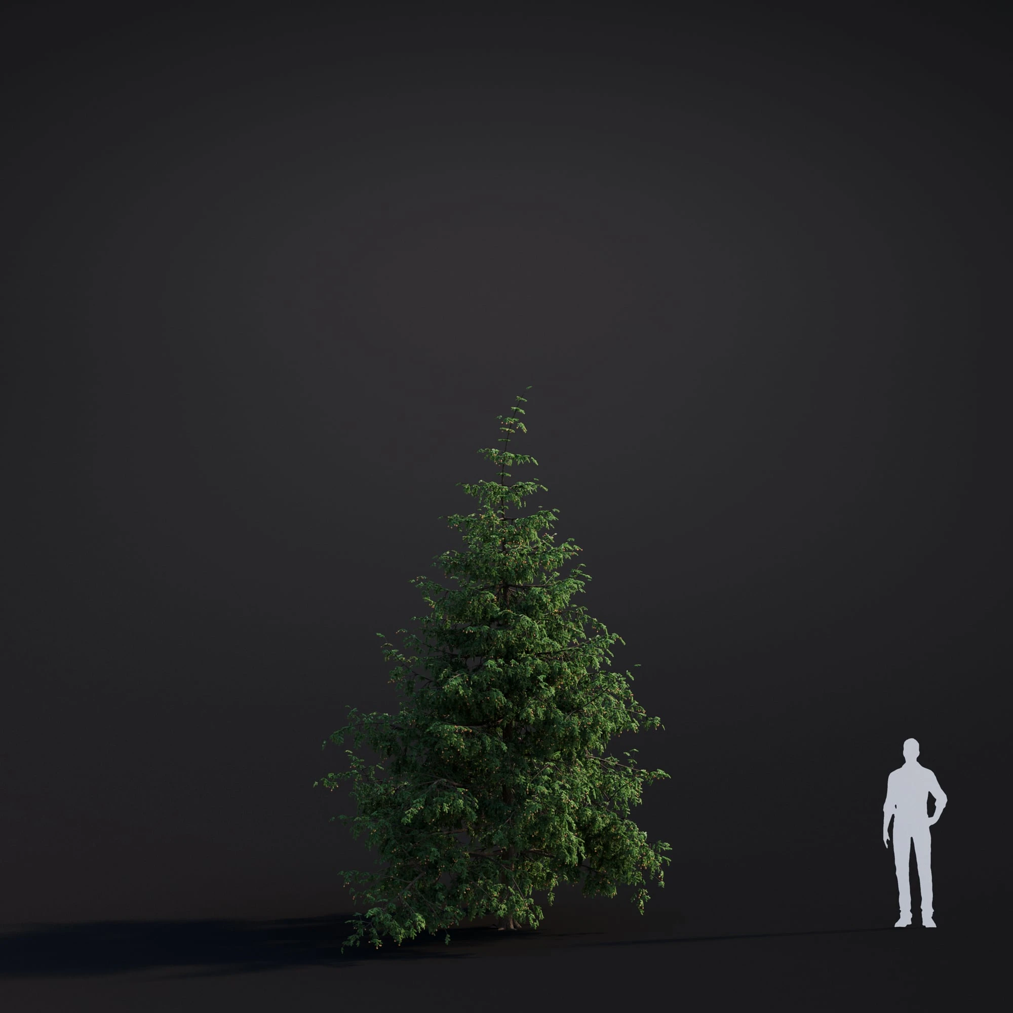 043 western hemlock — Скачать