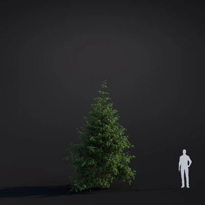 043 western hemlock — Скачать