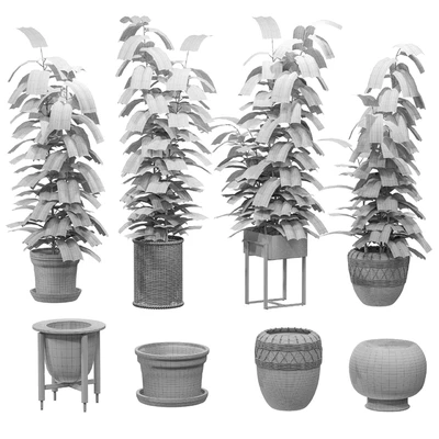 Ficuses in pots — Ver 3